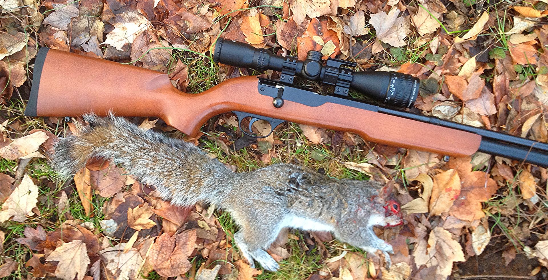 Air rifle advice for squirrel hunting Bushcraft USA Forums